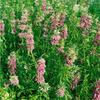 Sonstige - Monarda fistulosa 'Feuerschopf' p 0,5