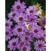 Catananche caerulea p 0,5