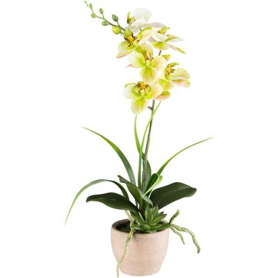 Kunstorchidee CREATIV GREEN "Orchidee Phalaenopsis", grün, H:45cm, Kunststoff, Kunstpflanzen, mit Sukkulenten und Graszweigen arrangiert Image