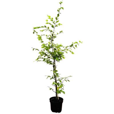 Carpinus betulus C 3 100- 125 Image