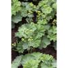 Alchemilla mollis p 0,5