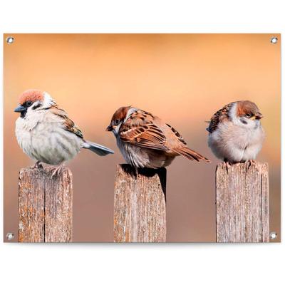 Poster REINDERS "Vogelfamilie", beige (farbe bild(er): beige), B:80cm H:60cm T:0,1cm, Leinwand, Bilder Image