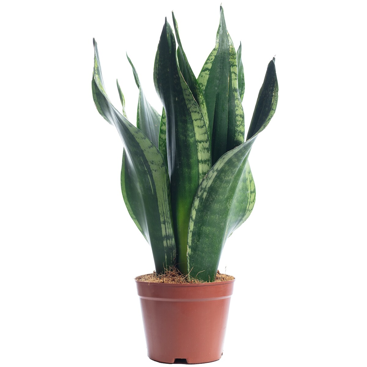 Sansevieria 'Black Coral' – Pflegeleichter Bogenhanf, ca. 30 cm hoch, Topf-Ø 12 cm Image