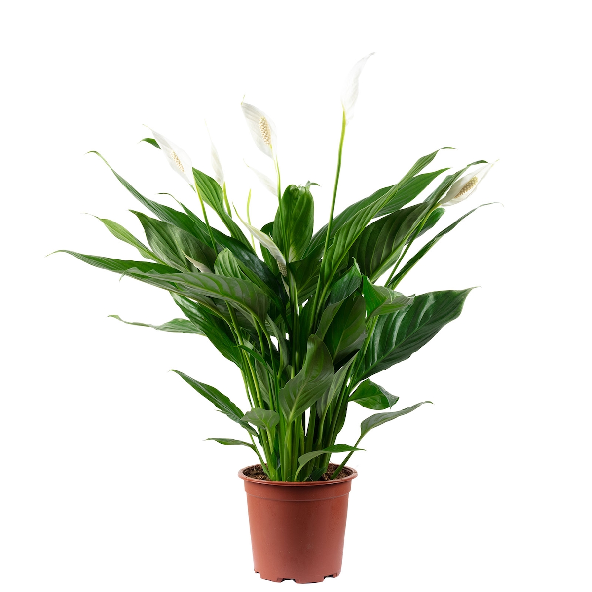 Einblatt mit 4-8 Blüten/Knospen - Luftreinigendes Spathiphyllum - ca. 65 cm hoch, Topf-Ø 17 cm Image