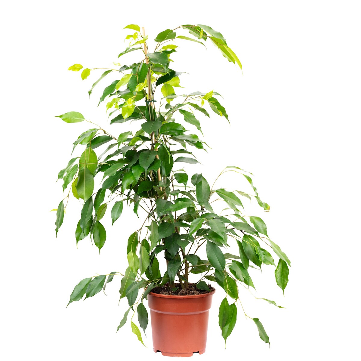 Pflegeleichete Birkenfeige `Forever` - Ficus benjamini - ca. 75 cm hoch, Topf-Ø 17 cm Image