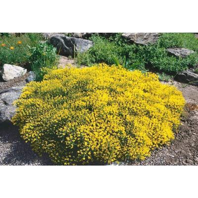 Genista pilosa C2 20-30 Image