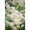 Sonstige - Aconogonon speciosum 'Johanniswolke' p 1