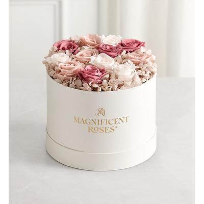 1-800-Flowers Flower Delivery Magnificent Roses Preserved Blushed Beauty