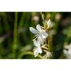 Gaura lindheimerii 'Corrie's Gold' p 1