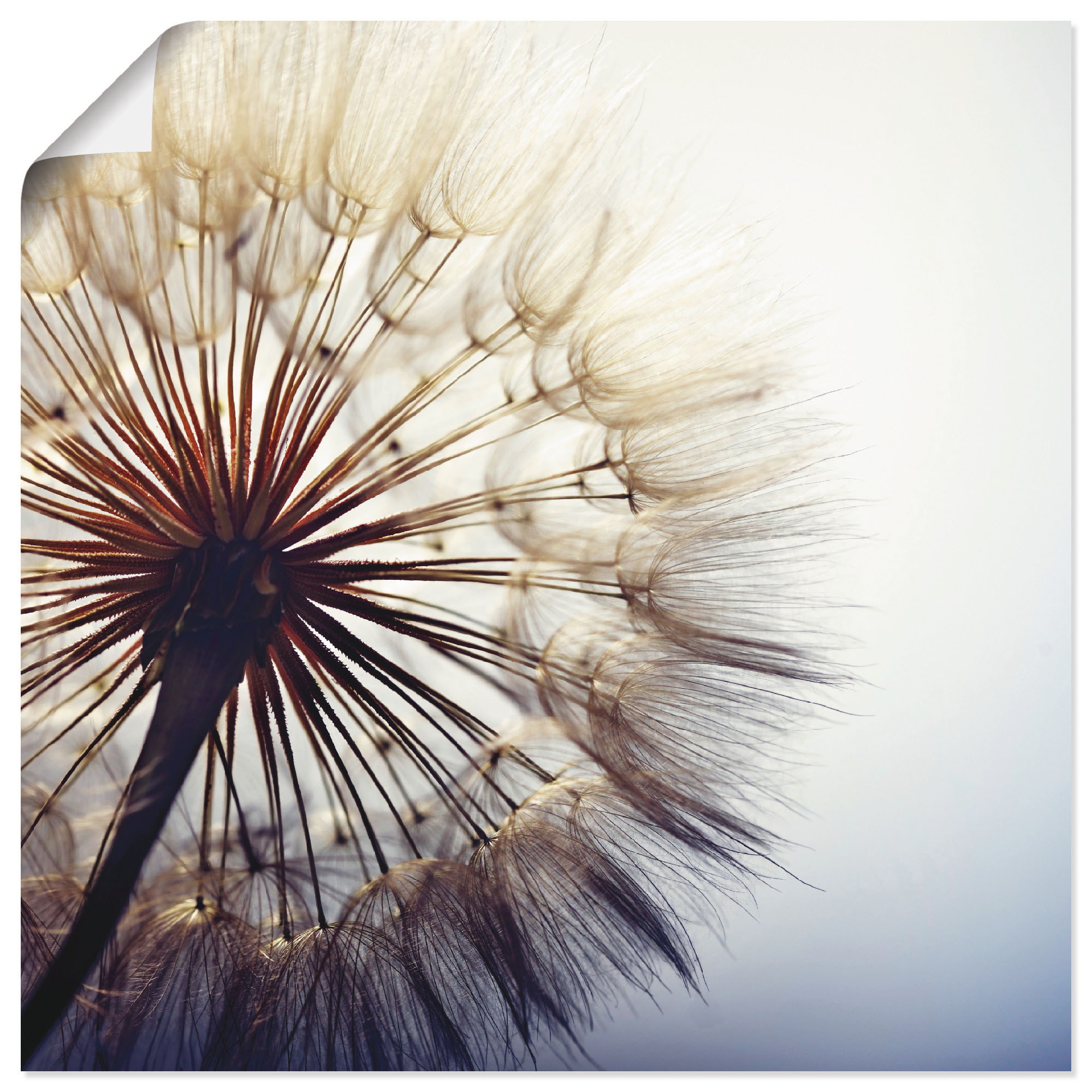Wandbild ARTLAND "Große Pusteblume", blau (farbe bild(er): blau), B:50cm H:50cm, Bilder, als Alubild, Outdoorbild, Leinwandbild, Poster, Wandaufkleber Image