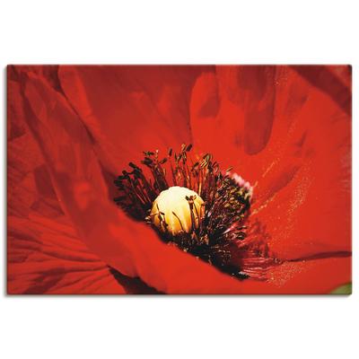 Wandbild ARTLAND "Roter Mohn", rot (farbe bild(er): rot), B:90cm H:60cm T:1,8cm, Canvas, Leinwand, Bilder, als Alubild, Leinwandbild, Wandaufkleber oder Poster in versch. Größen Image