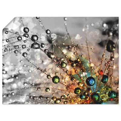 Wandbild ARTLAND "Farbenfrohe Natur", bunt (farbe bild(er): bunt), B:40cm H:30cm, Bilder, als Alubild, Outdoorbild, Leinwandbild, Poster, Wandaufkleber Image