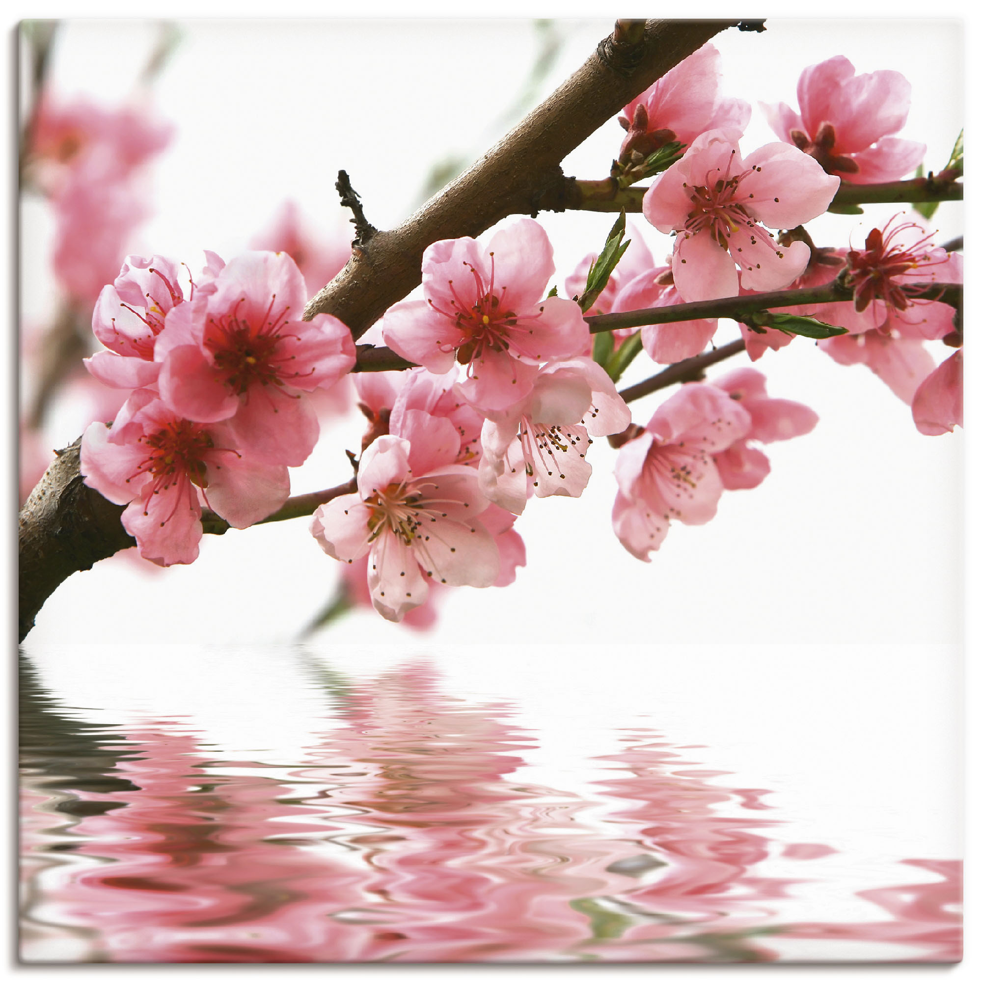 Wandbild ARTLAND "Pfirsichblüten reflektieren im Wasser", pink (farbe bild(er): pink), B:30 H:30, Canvas, Bilder, als Leinwandbild in verschied. Größen Image
