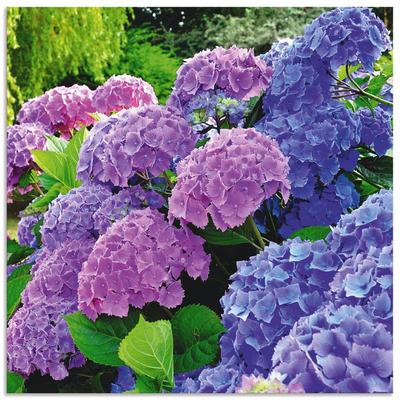 Wandbild ARTLAND "Hortensien im Garten", lila (farbe bild(er): lila), B:40cm H:40cm, Bilder, als Alubild, Outdoorbild, Leinwandbild, Poster, Wandaufkleber Image