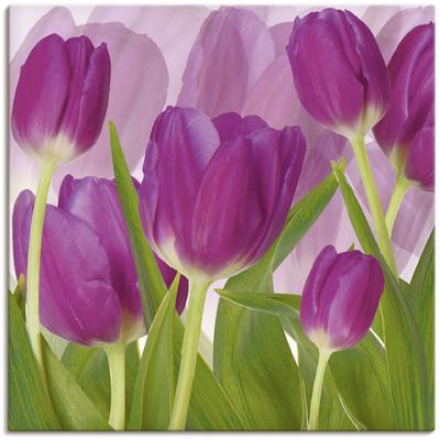 Wandbild ARTLAND "Tulpenfeld lila", lila (farbe bild(er): lila), B:30cm H:30cm, Bilder, als Alubild, Outdoorbild, Leinwandbild in verschied. Größen Image