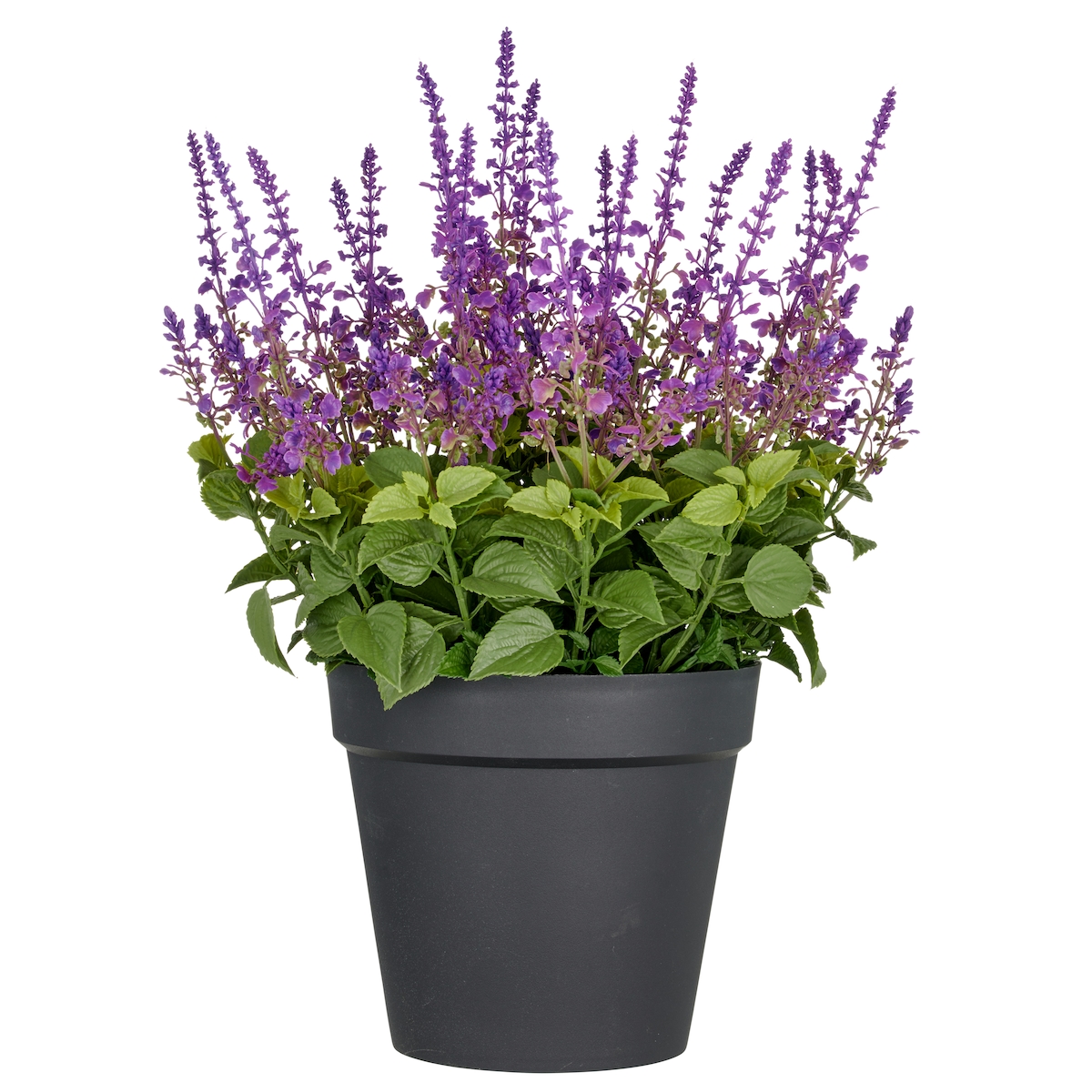 CREATIV green künstliche Pflanze Salvia Superba XXL, in Lila, 65cm, UV-beständige Image