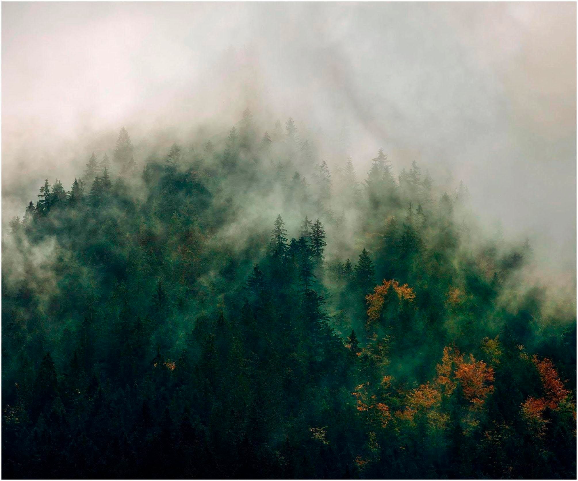 Vliestapete KOMAR, grün, B:3m L:2,5m, Vlies, Tapeten, (Breite x Höhe), Vliestapete, 100 cm Bahnbreite