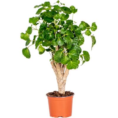 Bloomique - Polyscias Green Lemon - Aralie - Zimmerpflanzen - Luftreinigend - Tierfreundlich Image