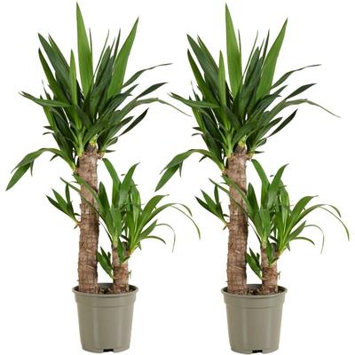 2er Set - Yucca Elephantipes - Yucca Palme - Palmlilie - Zimmerpflanzen - Pflegeleicht Image