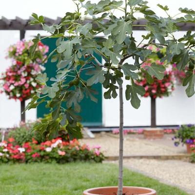 Ficus Carica Brown Turkey - Feigenbaum - Obstbäume - Gartenpflanzen - Winterhart - 80-100 cm Hoch Image