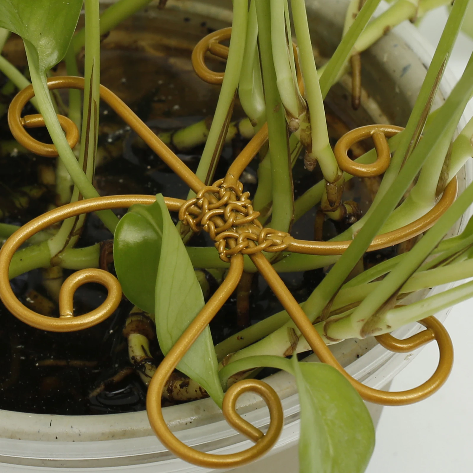 6PCS Pflanzen Stem Unterstützung Metall Monstera Stem Halter Stabile Reben Unterstützung Stake Wiederverwendbare Reben Wachstum Clip Stem Greifer Image