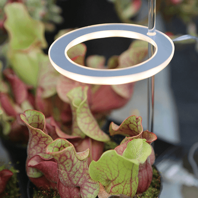 Stylish Angel Ring Grow Light 1 Light Head