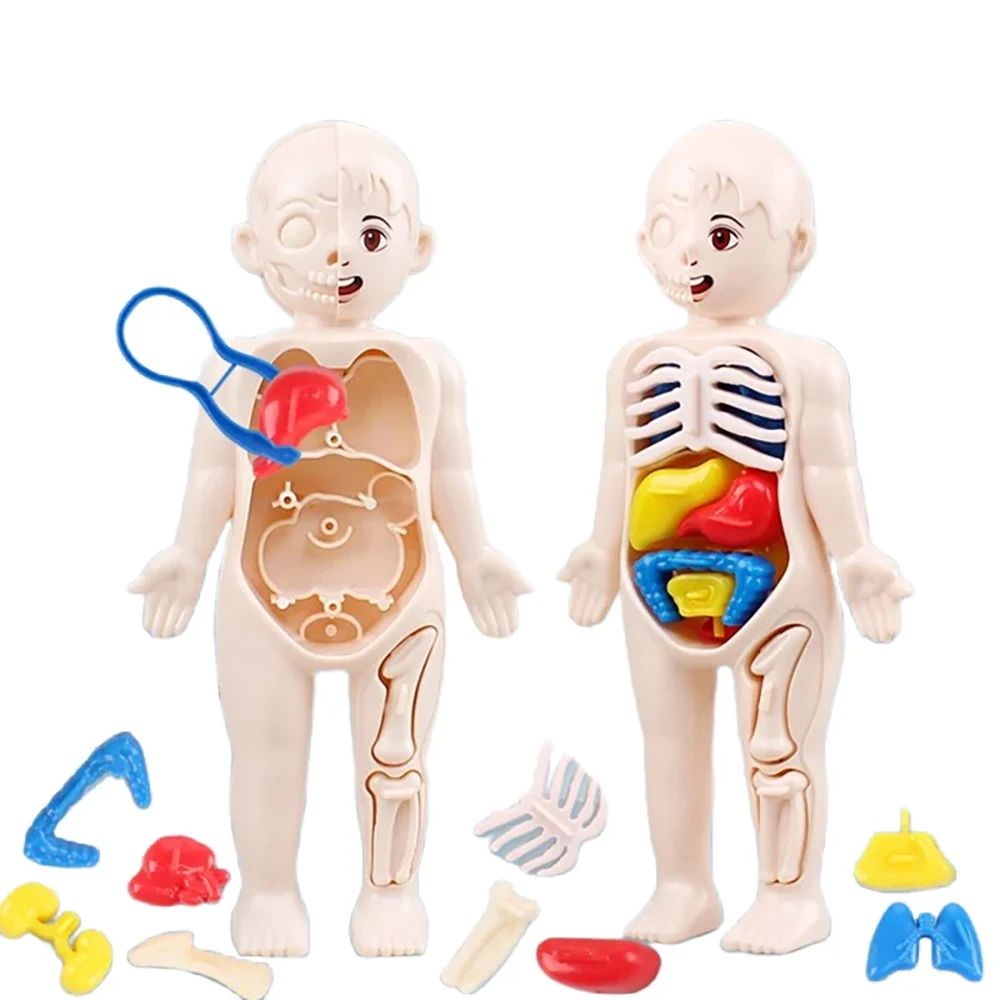 Montessori Human Body Anatomy Model, DIY Organ Puzzle For Kids | Science Education Medical Toy & Teaching Tool Montessori Human Body Anatomy Model, DIY Organ Puzzle For Kids | Science Education Medical Toy & Teaching Tool