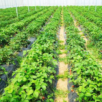 Weed Barrier Landscape Fabric, Durable, Tear Resistant Garden Ground Cover Weed Barrier Landscape Fabric, Durable, Tear Resistant Garden Ground Cover
