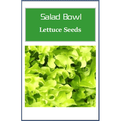 Non GMO Salad Bowl Green Lettuce Seeds, Fresh Heirloom Lettuce For Home Gardens 500 Seeds