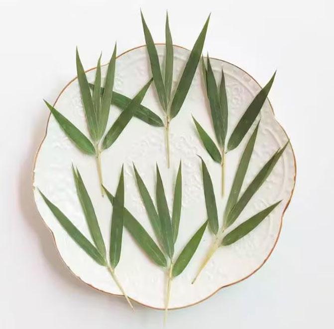 Confezione da 10 pezzi di piante decorative, decorazioni con foglie secche, foglie di bambù secche, piante con foglie secche, piante botaniche pressat