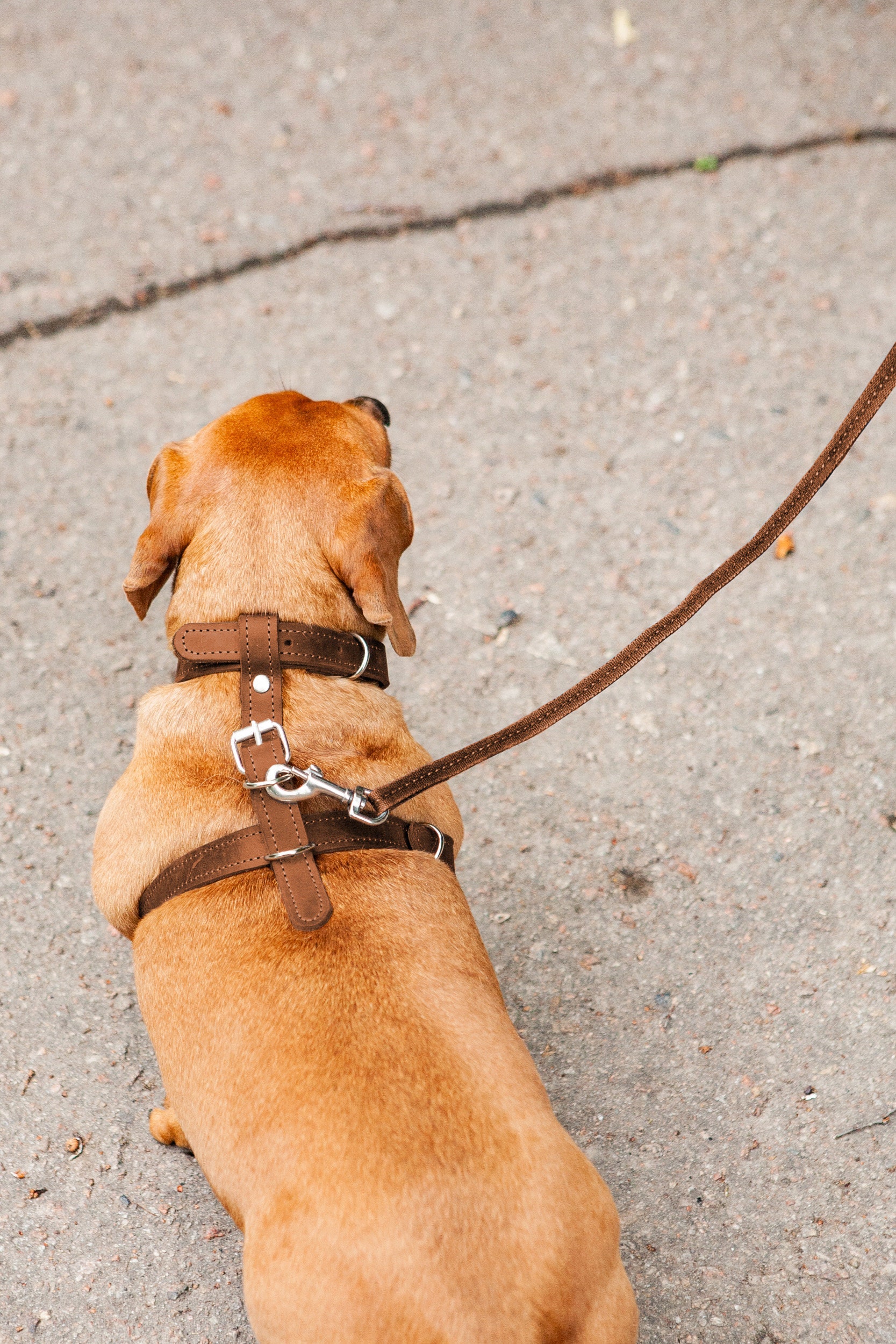 Set di pettorina e guinzaglio per cani,Set di pettorina e guinzaglio per cani,Pettorina per cani di piccola taglia,Set di pettorina e guinzaglio per c