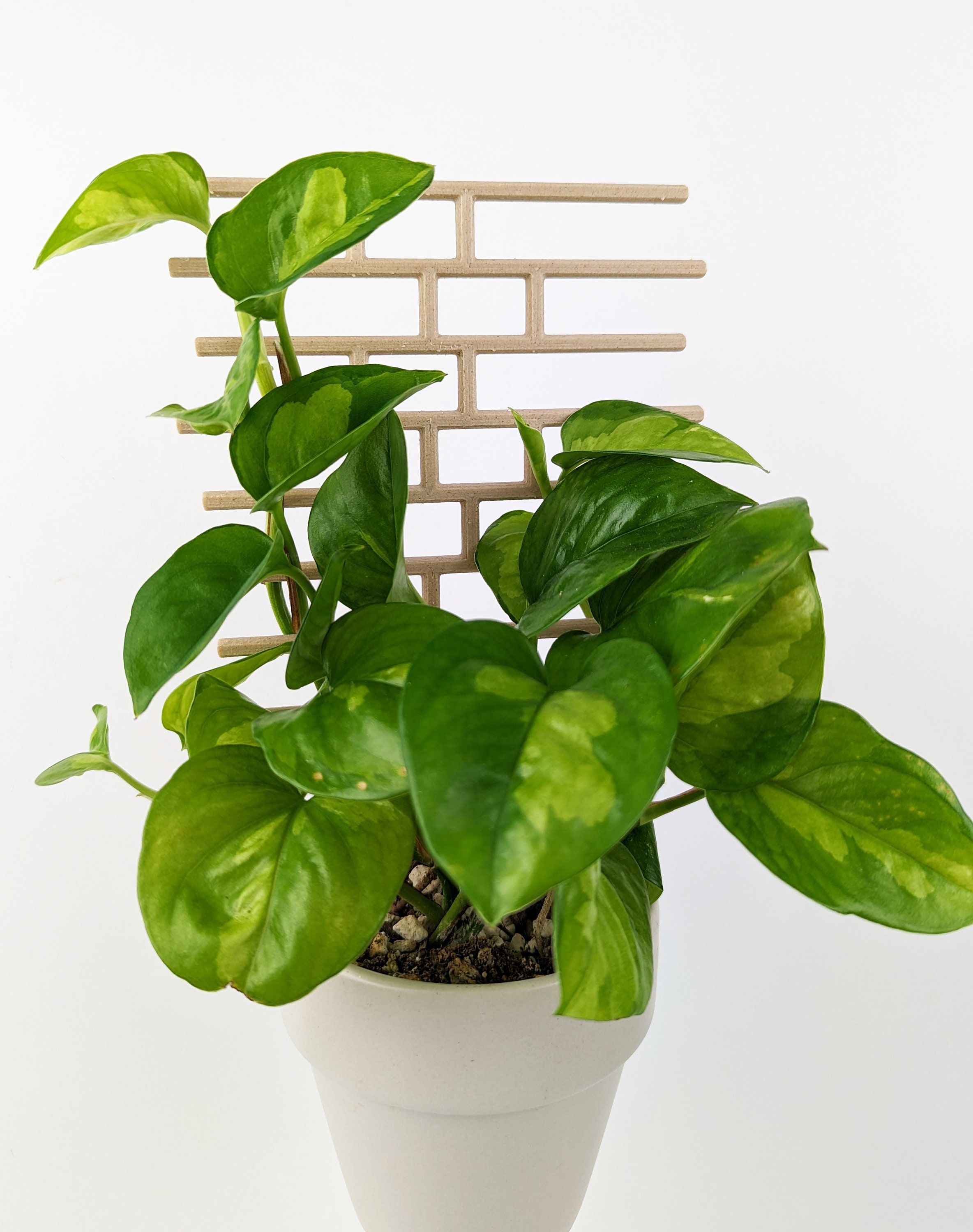 Traliccio a mattoni / Traliccio per Hoya / Traliccio per Pothos / Traliccio per piante da interno / Paletto per piante