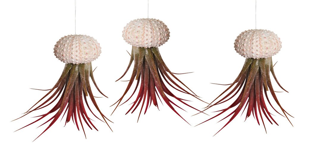 Set di 3 conchiglie di ricci di mare con vera Tillandsia decorazione esotica decorazione marittima conchiglia decorazione giardino mare spiaggia Tilla