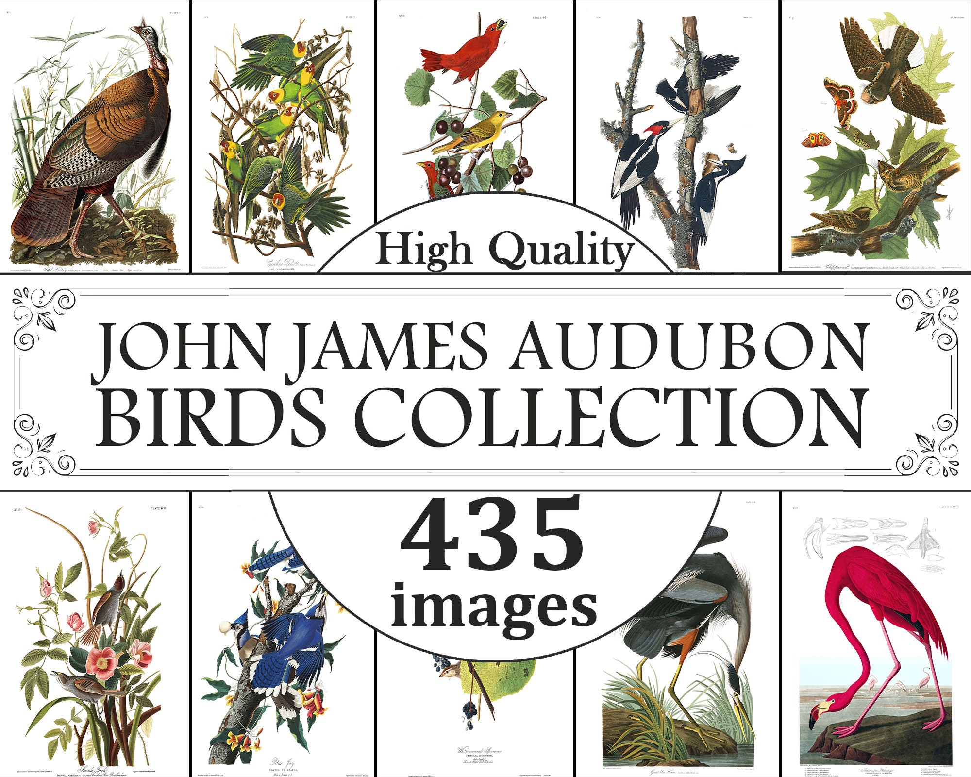 Stampe di uccelli di John James Audubon, stampe di uccelli da parete, stampe di uccelli vintage, stampe di tabelle di uccelli, ornitologia, stampe di