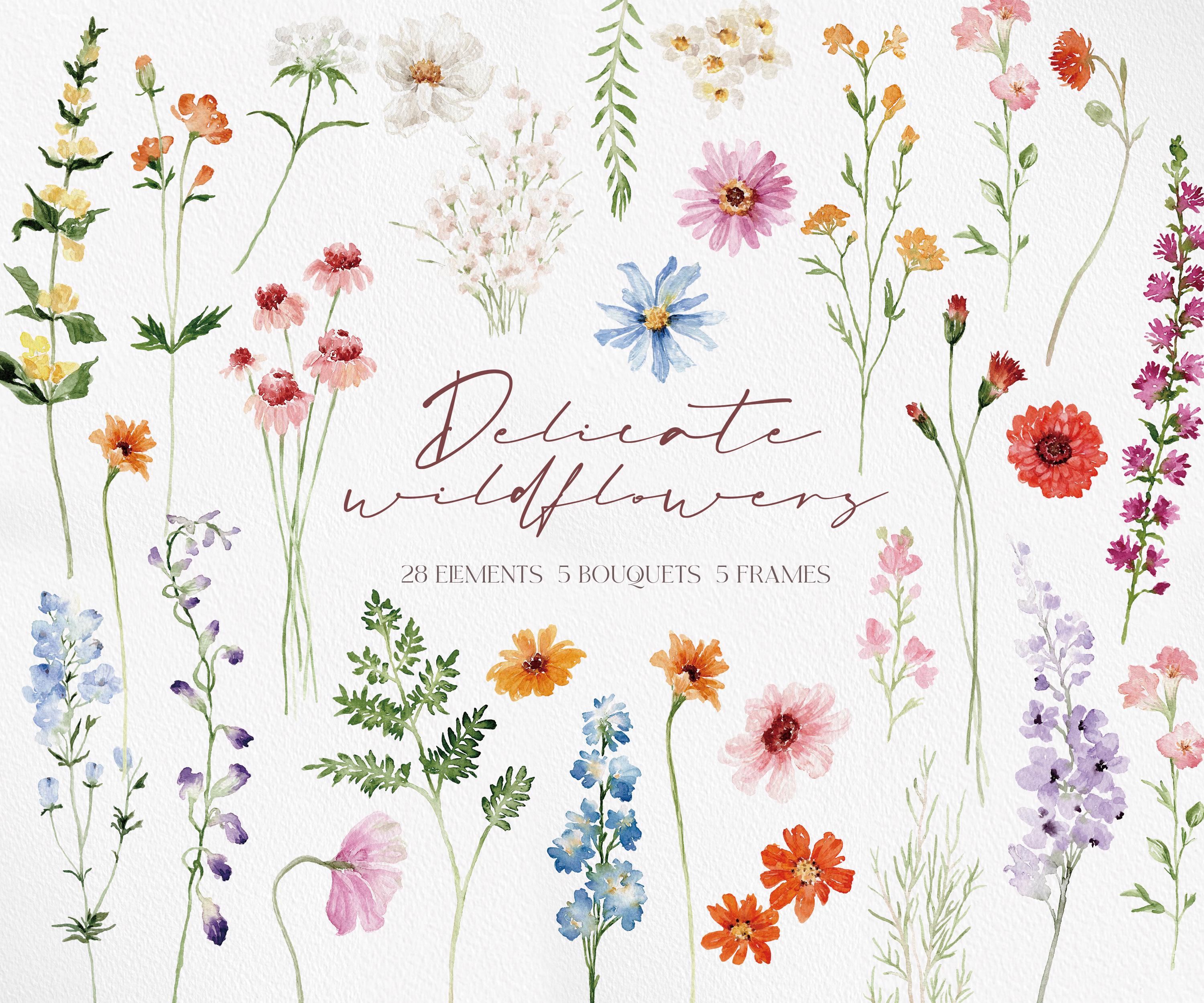 DELICATI Fiori di campo, Acquerello di fiori di campo PNG, Clipart di fiori di campo, Fiore acquerello, Clipart di fiori, Fiore di campo PNG