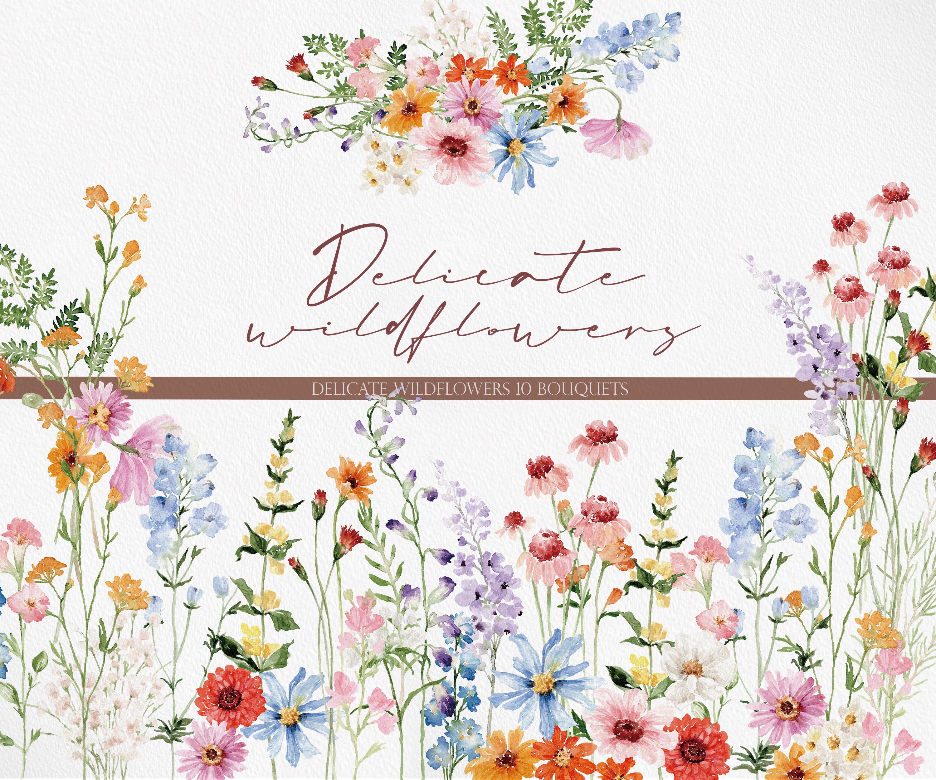 DELICATI Fiori di campo, Acquerello di fiori di campo PNG, Clipart di fiori di campo, Fiore acquerello, Clipart di fiori, Fiore di campo PNG