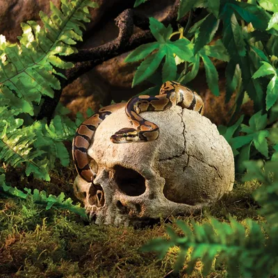 Reptile Hide Cave Shrimp Habitat Resin Head Bone Skull Fish Tank Landscape Decoration Aquarium Reptile House aquarium deco
