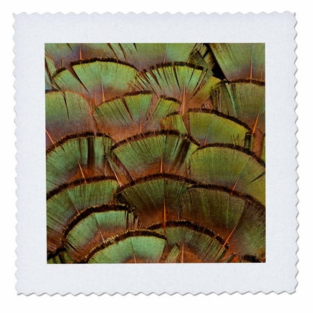 3dRose Pheasant body feather fan design 02 6x6 inch quilt square