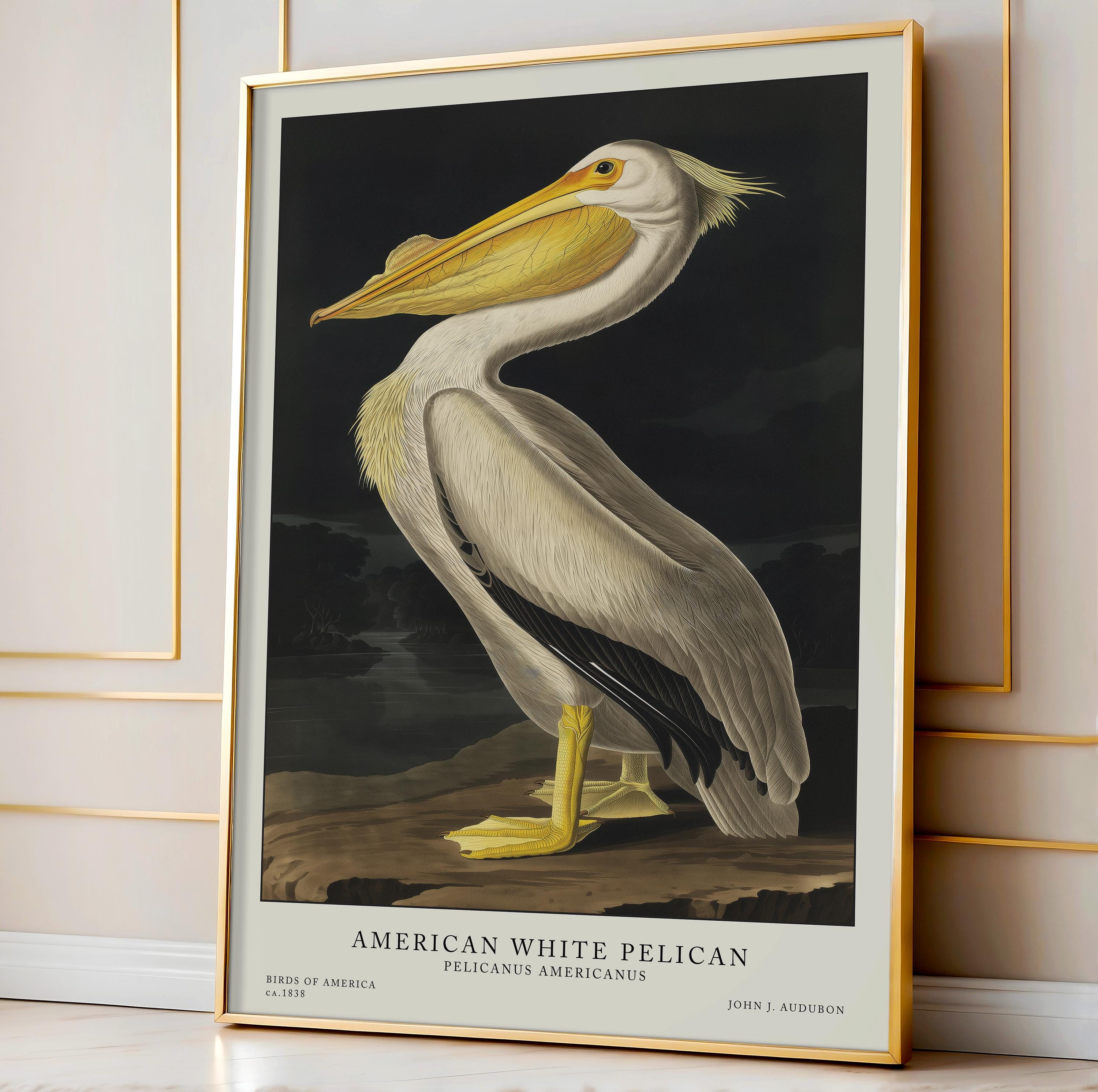 Stampa di pellicano bianco, stampe di uccelli Audubon, illustrazione vintage, arte murale di uccelli, uccelli d'America, decorazioni vintage, uccelli