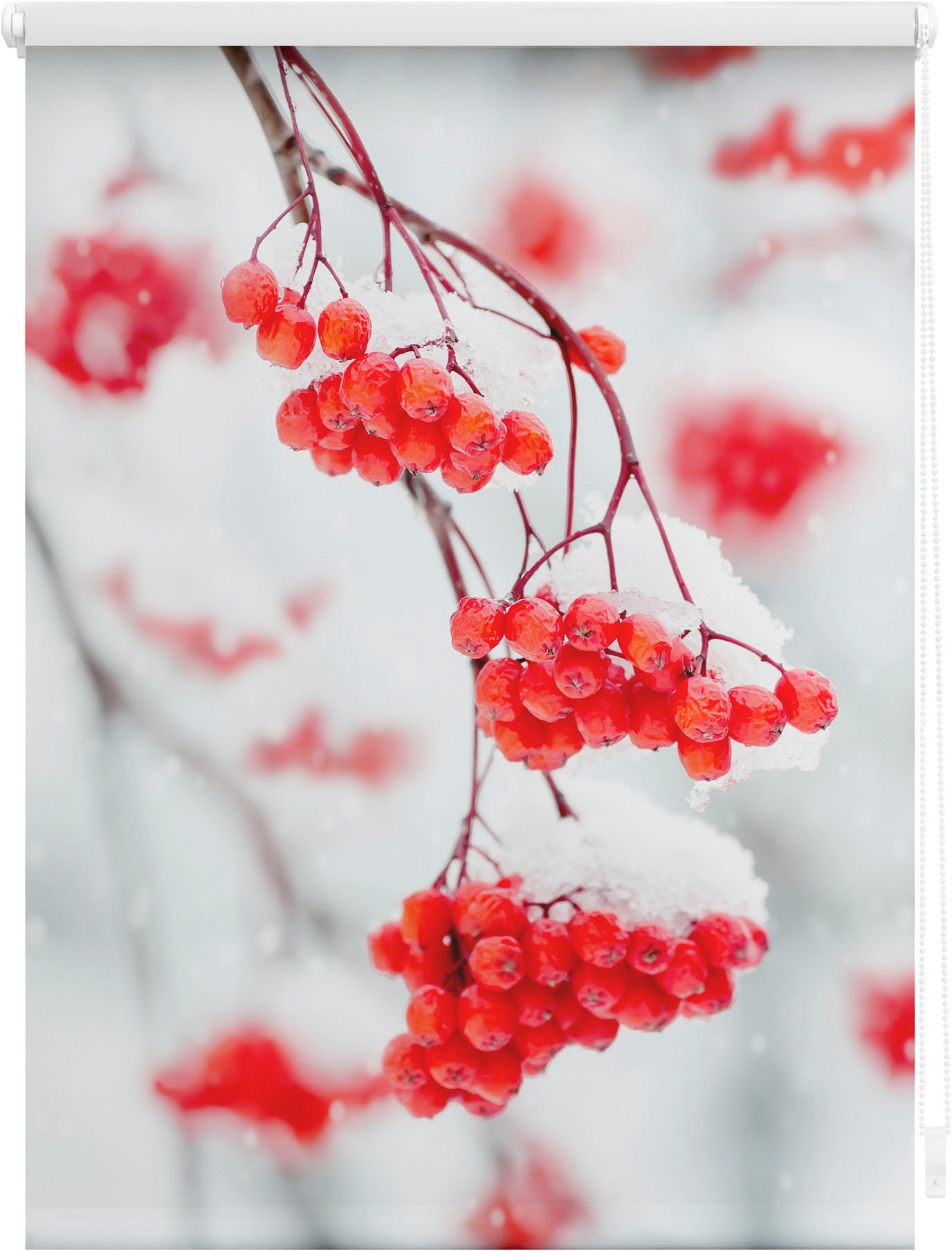 Seitenzugrollo LICHTBLICK ORIGINAL "Klemmfix Motiv Vogelbeeren" Gr. 5, rot (rot, weiß, weiß), B:90cm H:150cm, Polyester, Rollos, bedruckt Image