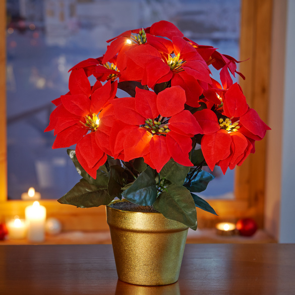 LED-Christstern im Topf Image