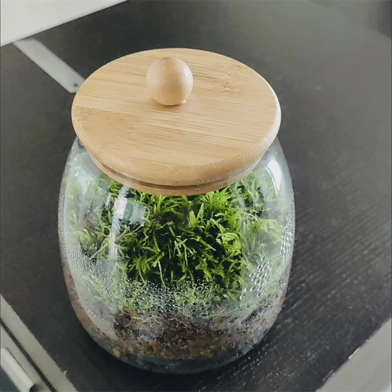 Mikrolandschaftsmoos-Glasflaschen mit Bambusdeckel, Glasvase, grüne Pflanze, mikroökologisches Glas, Terrarium, Vegetationsbehälter Image