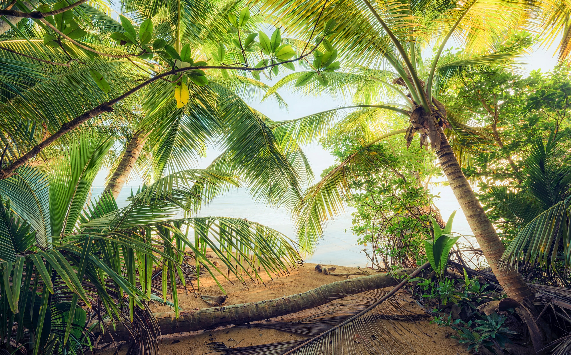 Vliestapete KOMAR "Digitaldruck Vlies - Piratenversteck - Größe 450 x 280 cm", grün, B:450m L:280m, Vlies, Tapeten, Wohnzimmer, Schlafzimmer