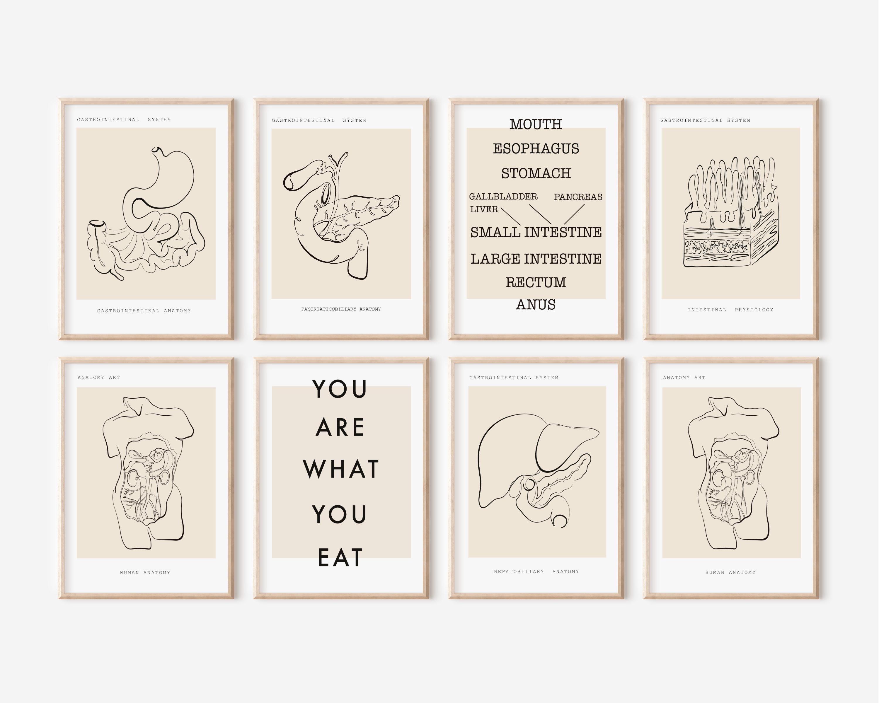 Set di stampe artistiche sull'anatomia dell'apparato digerente, regalo di gastroenterologia, stampa artistica di chirurgia generale, decorazione per c