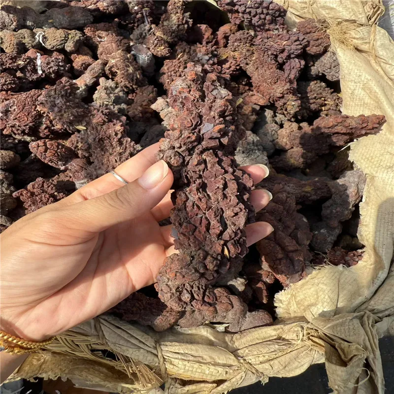 1000g COPROLITE Fossilized Dinosaur Poop Specimen Fossil Madagascar Image