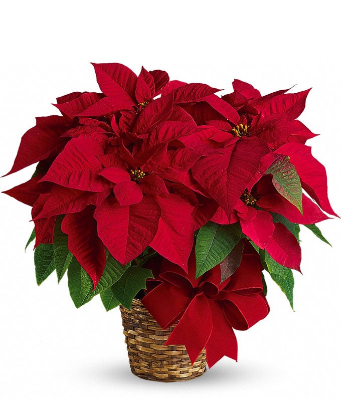 Velvet Christmas Poinsettia Plant