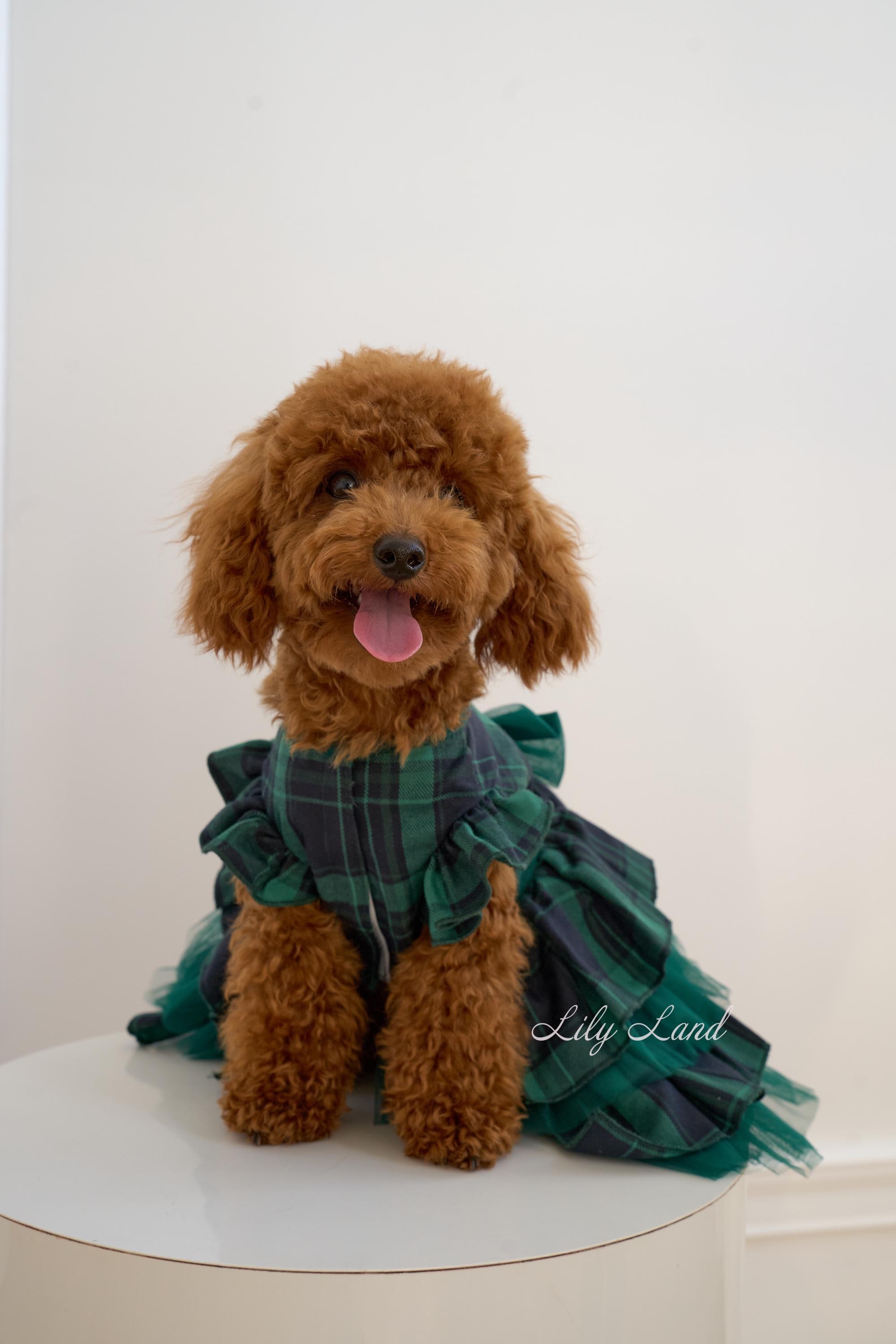 PRONTO PER LA SPEDIZIONE - Vestito natalizio scozzese verde per animali domestici, vestito per servizio fotografico per cuccioli per feste di complean