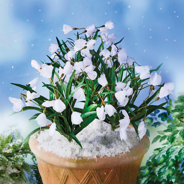 Schneeglöckchen Image