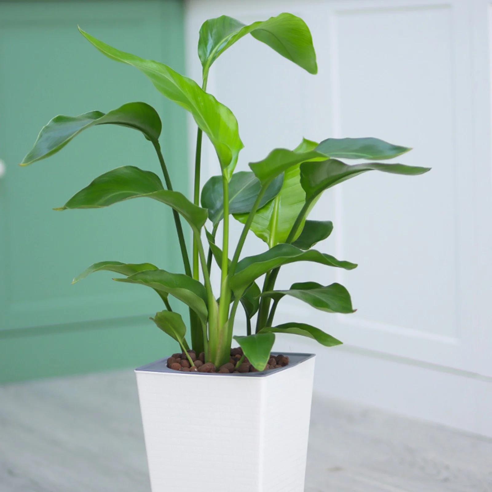 Selbstbewässernder Kunststoff-Pflanzgefäß, intelligenter, selbstbewässernder Blumentopf für Zimmerpflanzen, Sukkulenten Image