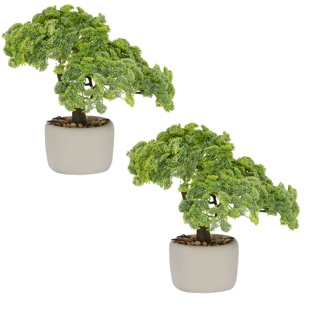 CREATIV green künstliche Pflanze Bonsai: Sedum Multiceps im grauen Zementschalen, grün, 24x26x20cm, im 2er Set Image